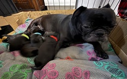 Mixed Breed dogs for sale: Pugapoo - Image 6