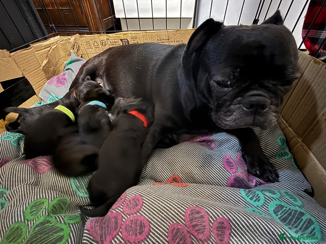 Mixed Breed dogs for sale: Pugapoo - Image 6