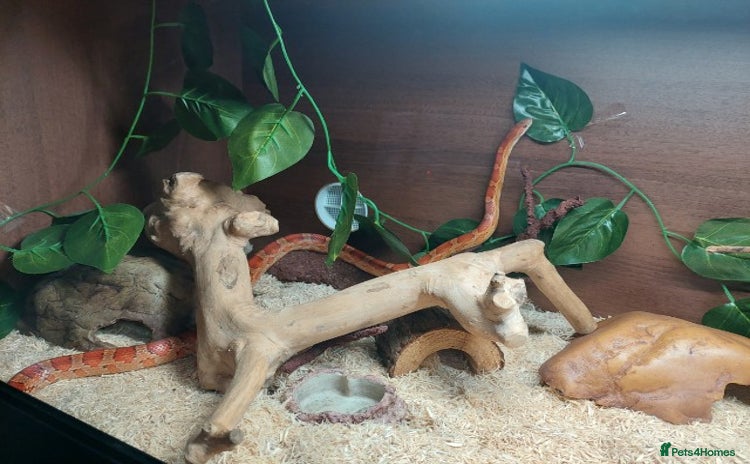 Corn Snake reptiles - Advert 6