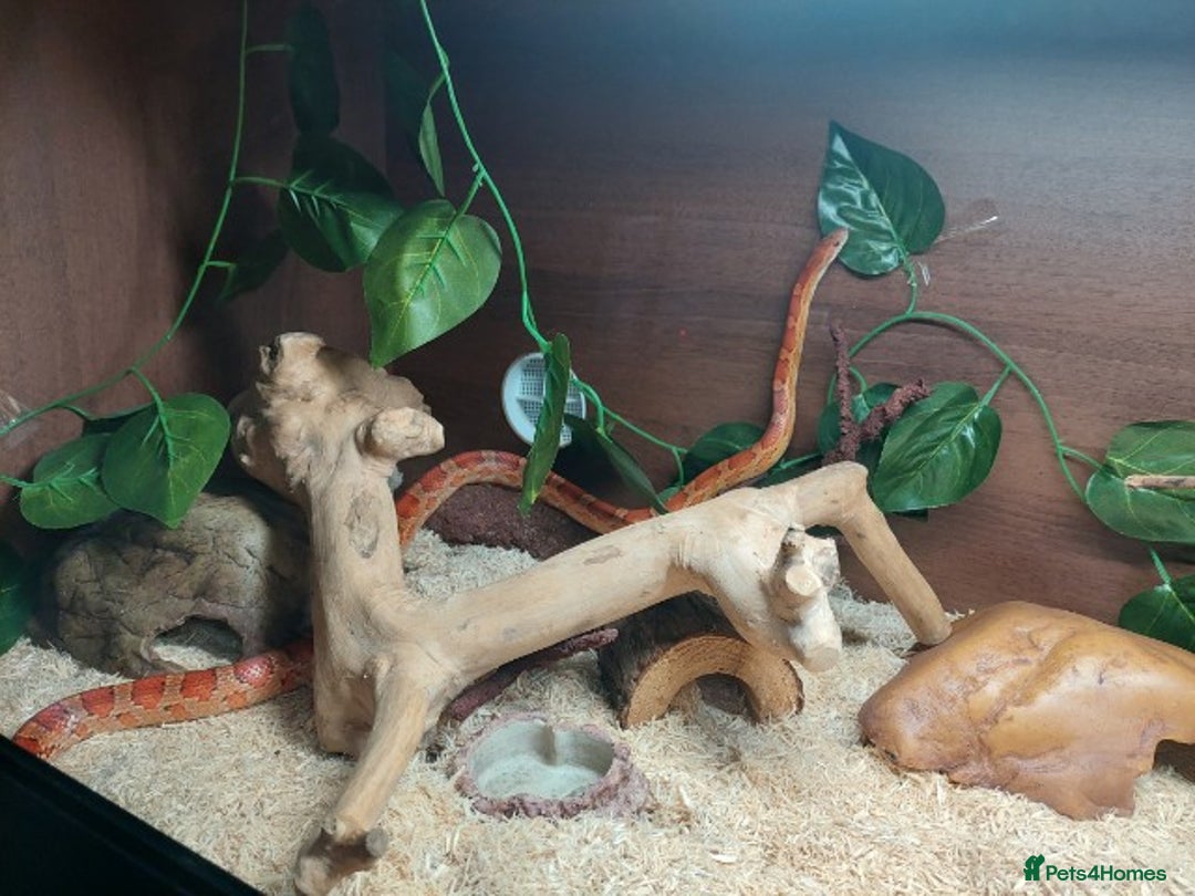 Corn Snake reptiles for sale: Free Corn Snake - Image 1