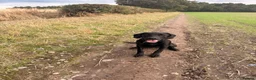 Labradoodle dogs for sale: Black labradoodle - Advert 3