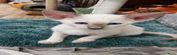 Oriental cats for sale: FULL Pedigree Oriental XL size ears GCCF - Advert 11