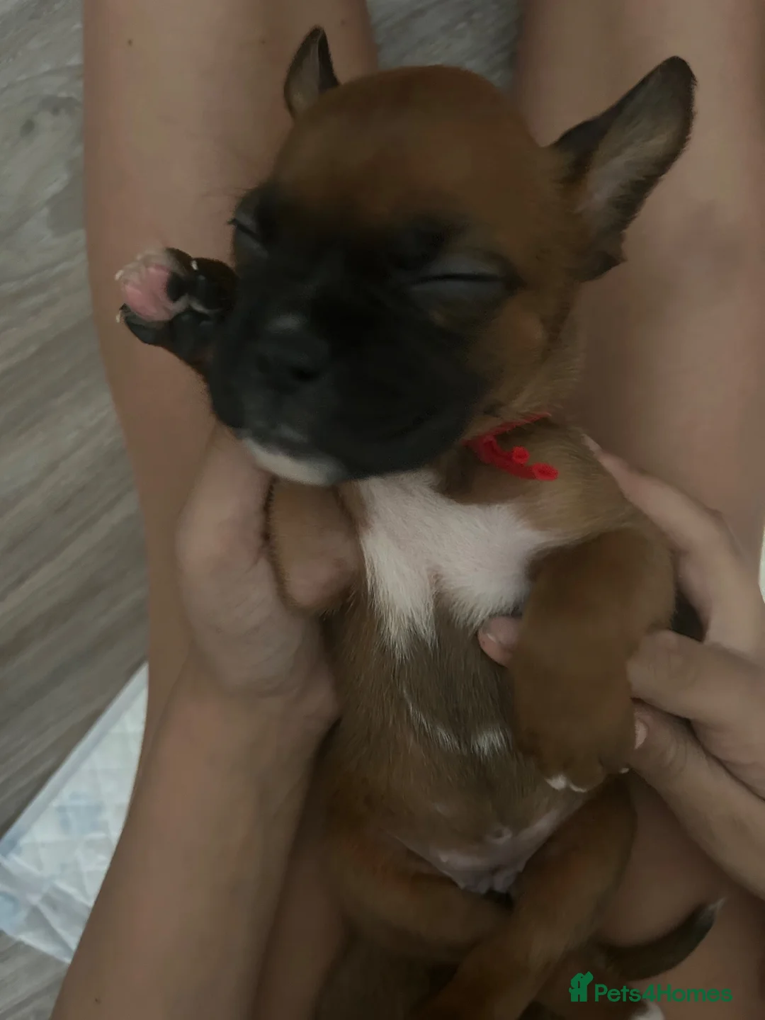 Boxer dogs for sale: Pedigree Boxer Puppies in Rochester - Advert 21