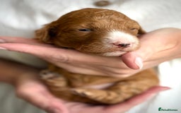 Mixed Breed dogs for sale: Health Tested miniature Goldendoodles  - Image 22