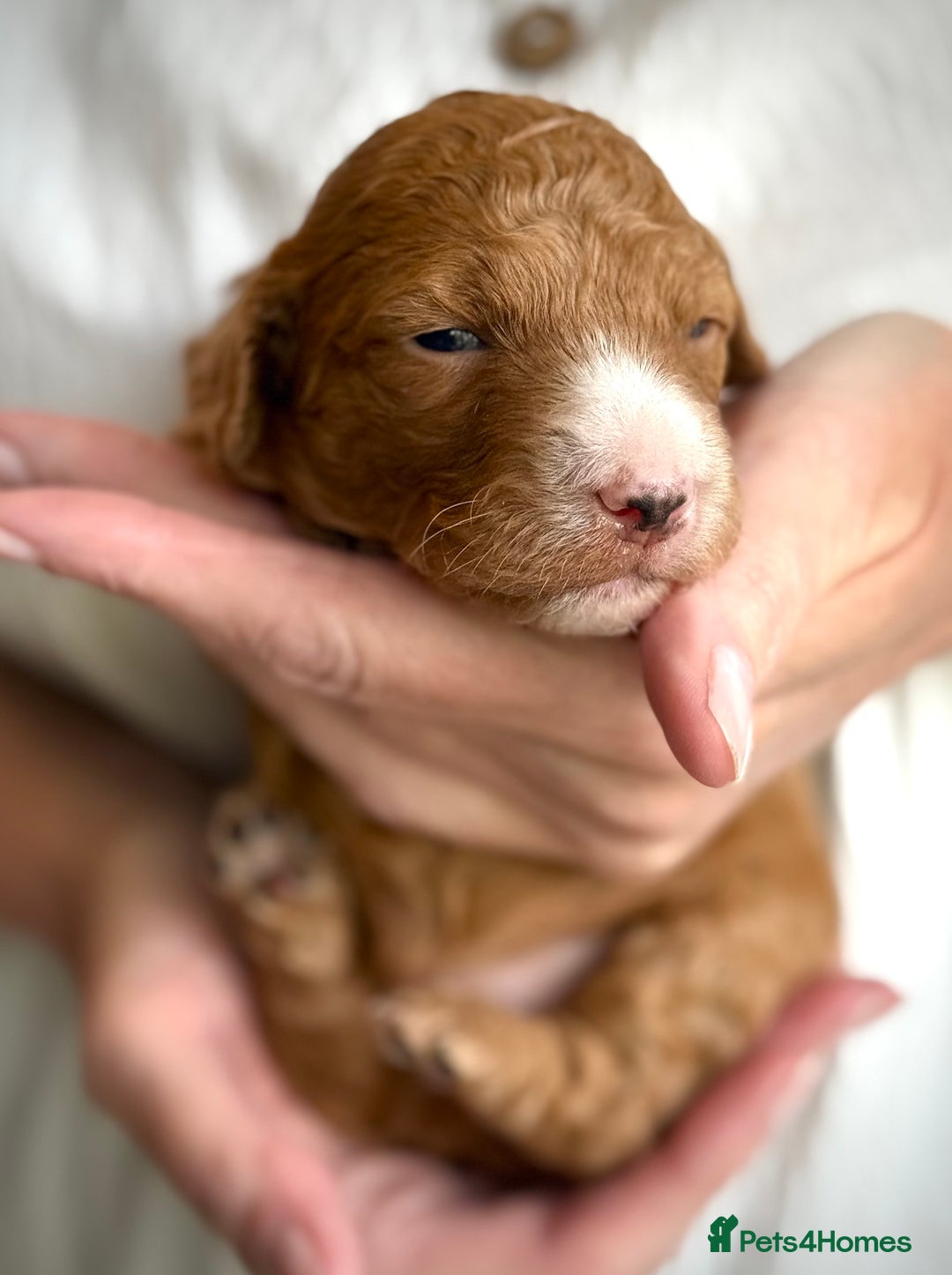 Mixed Breed dogs for sale: Health Tested miniature Goldendoodles  - Image 22