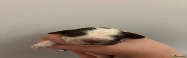 Cocker Spaniel 1