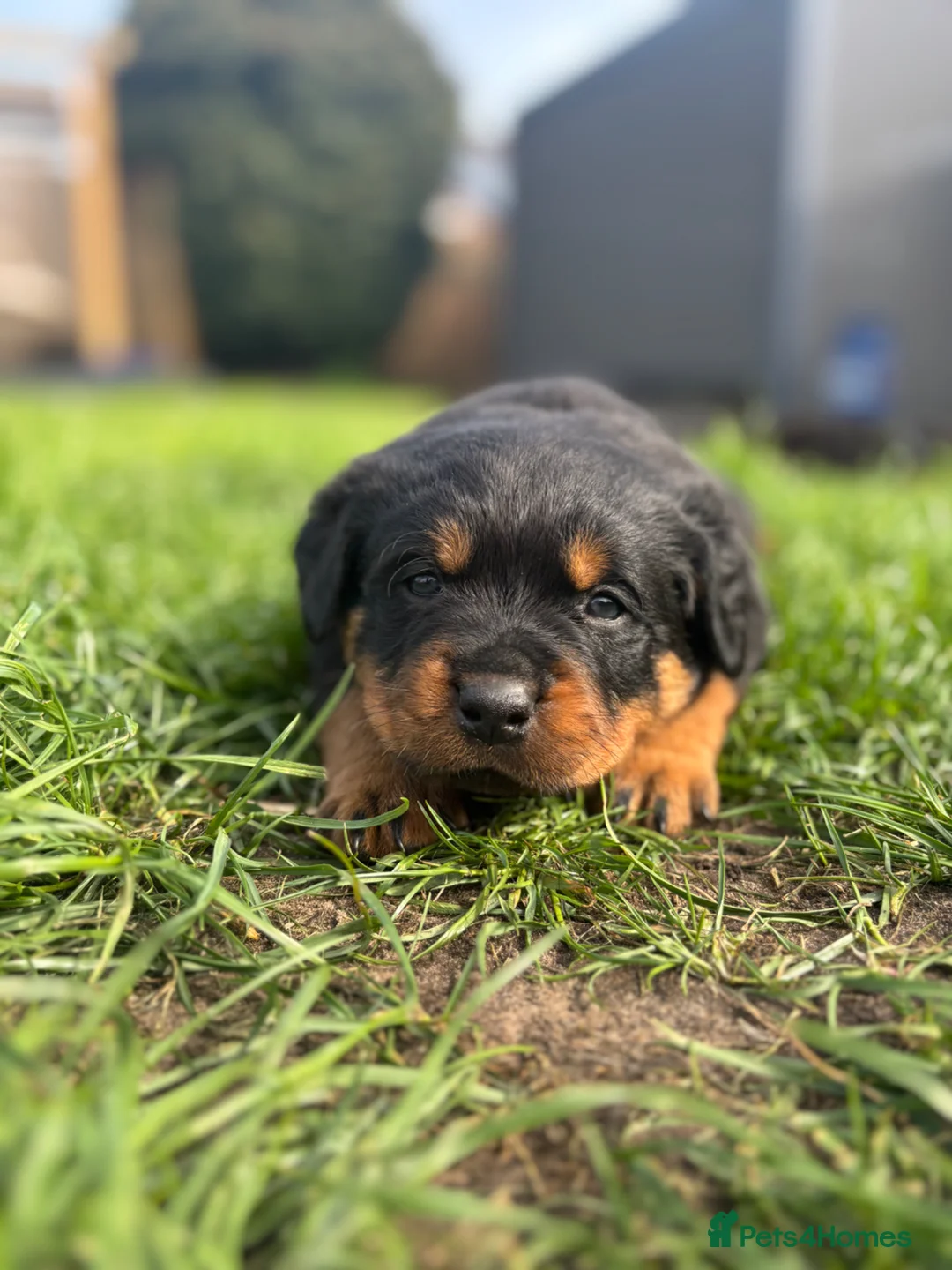 Rottweiler dogs for sale: Stunning Chunky Rotweillers from fantastic parents - Advert 1