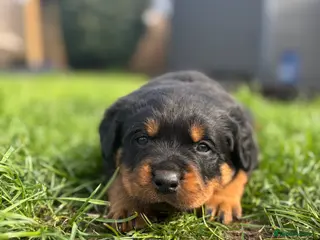 Rottweiler dogs Stunning Chunky Rotweillers from fantastic parents - Advert 14