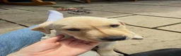 Labrador Retriever dogs for sale: Last girl of the litter “Pickle”  in Wymondham - Advert 4