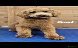 Cockapoo dogs for sale: Stunning F1 Show Type Cockapoos  in Mansfield - Image 10