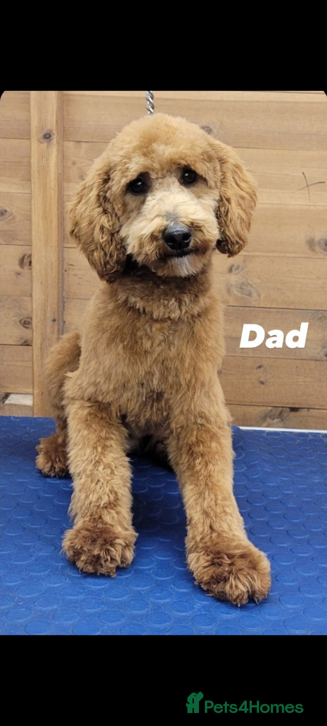 Cockapoo dogs for sale: Stunning F1 Show Type Cockapoos  in Mansfield - Image 10