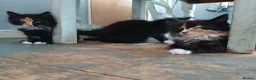 Mixed Breed cats for sale: Long haired kittens  in Swanscombe - Advert 8