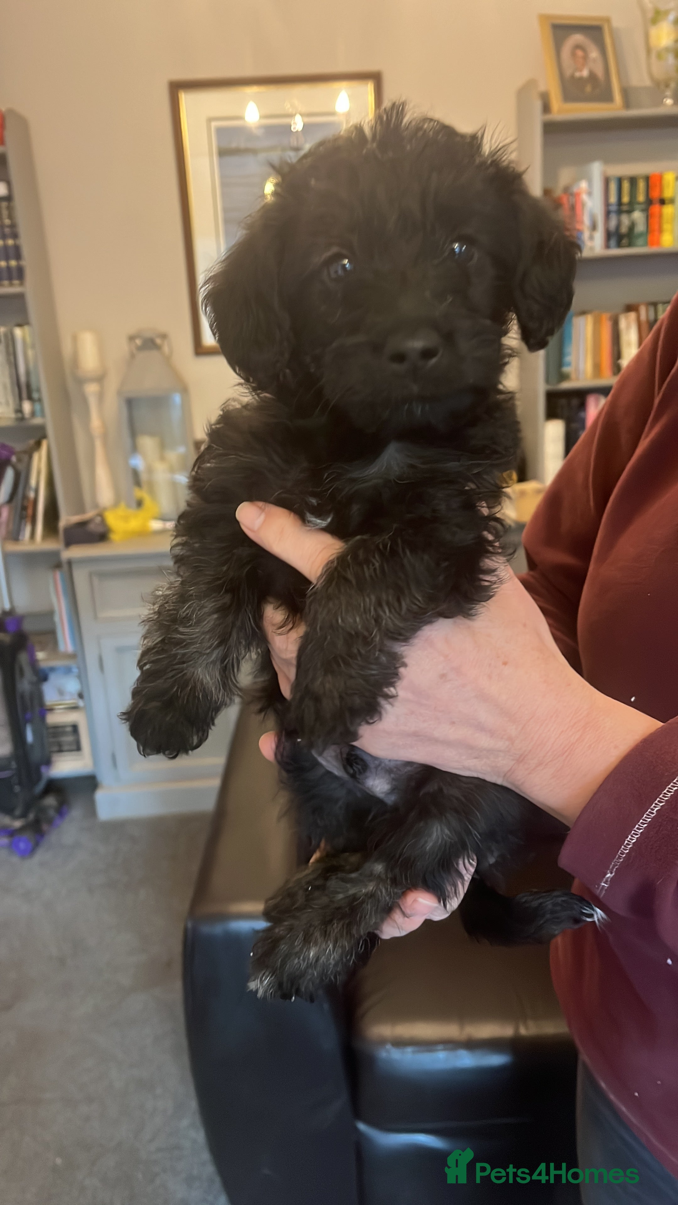 Jackapoo dogs JACKAPOO Puppies, DNA health screened - Advert 5