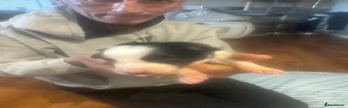 Border Collie 9