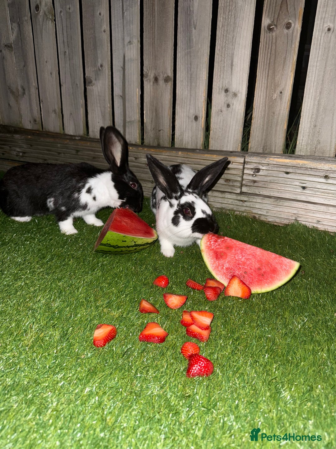 Mixed Breed rabbits for sale: Two male rabbits with hutch  - Advert 6