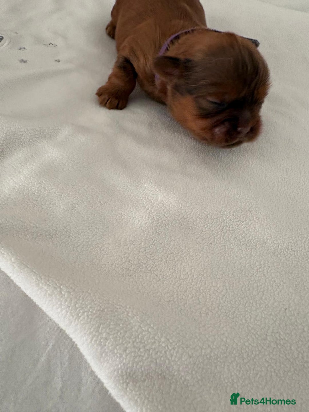 Shih Tzu dogs for sale: KC registered pure breed imperial shihtzu puppies  - Advert 36