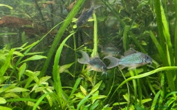 Corys fish for sale: Emerald Cory Splendens 1 male+1 female size 6 cm.  - Image 9