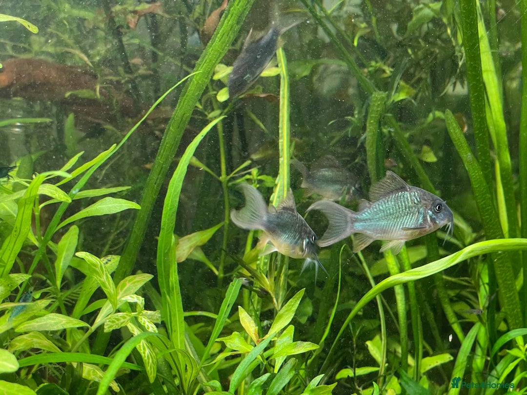 Corys fish for sale: Emerald Cory Splendens 1 male+1 female size 6 cm.  - Image 9
