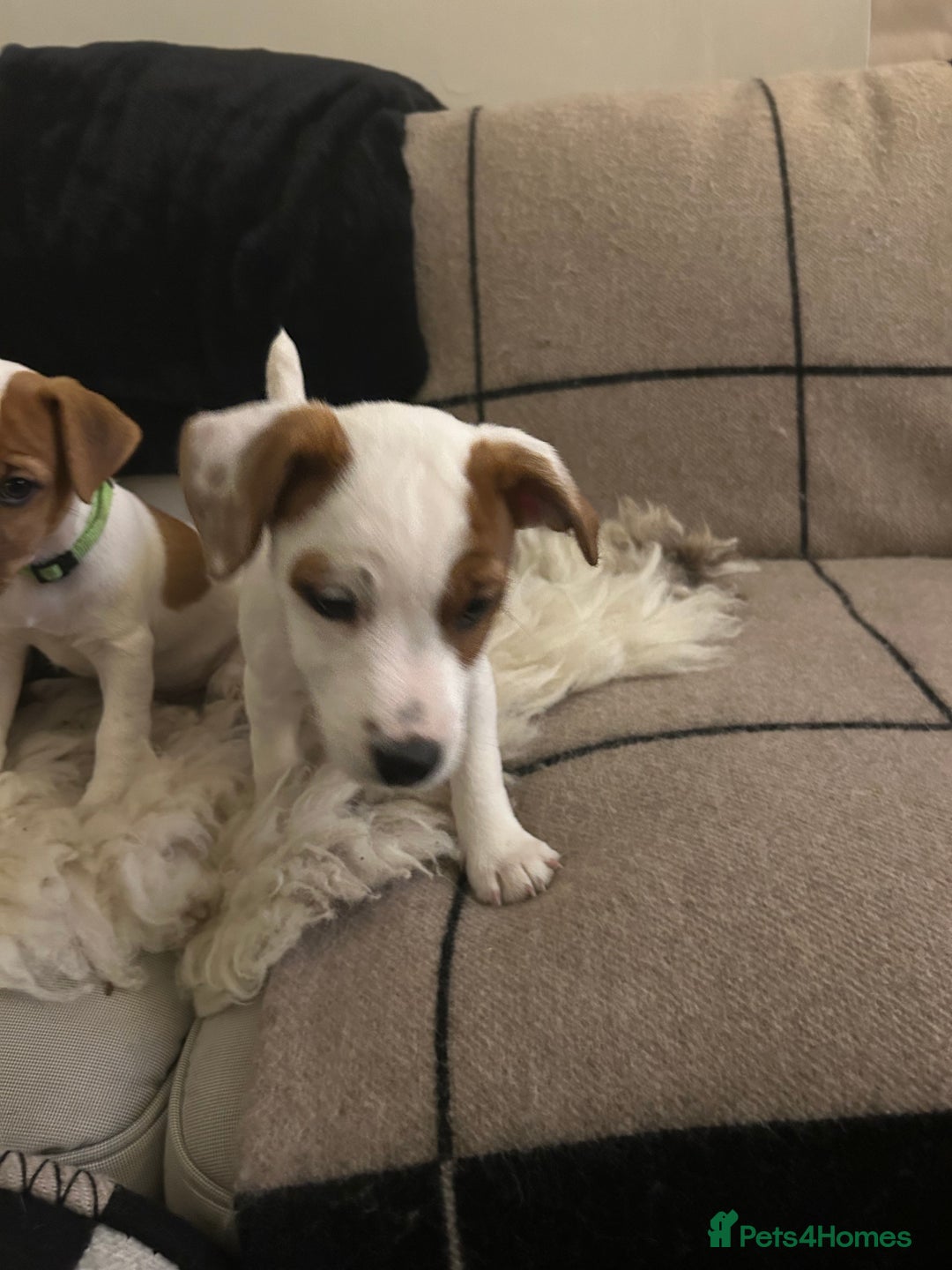 Mixed Breed dogs for sale: Parson / Jack Russell puppies - Advert 18