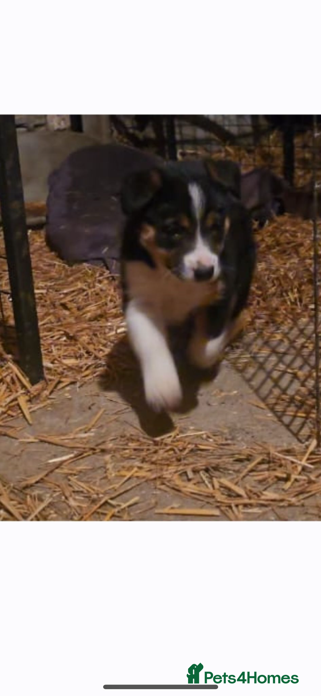 Border Collie dogs for sale: 3 stunning collie boy pups  - Advert 2