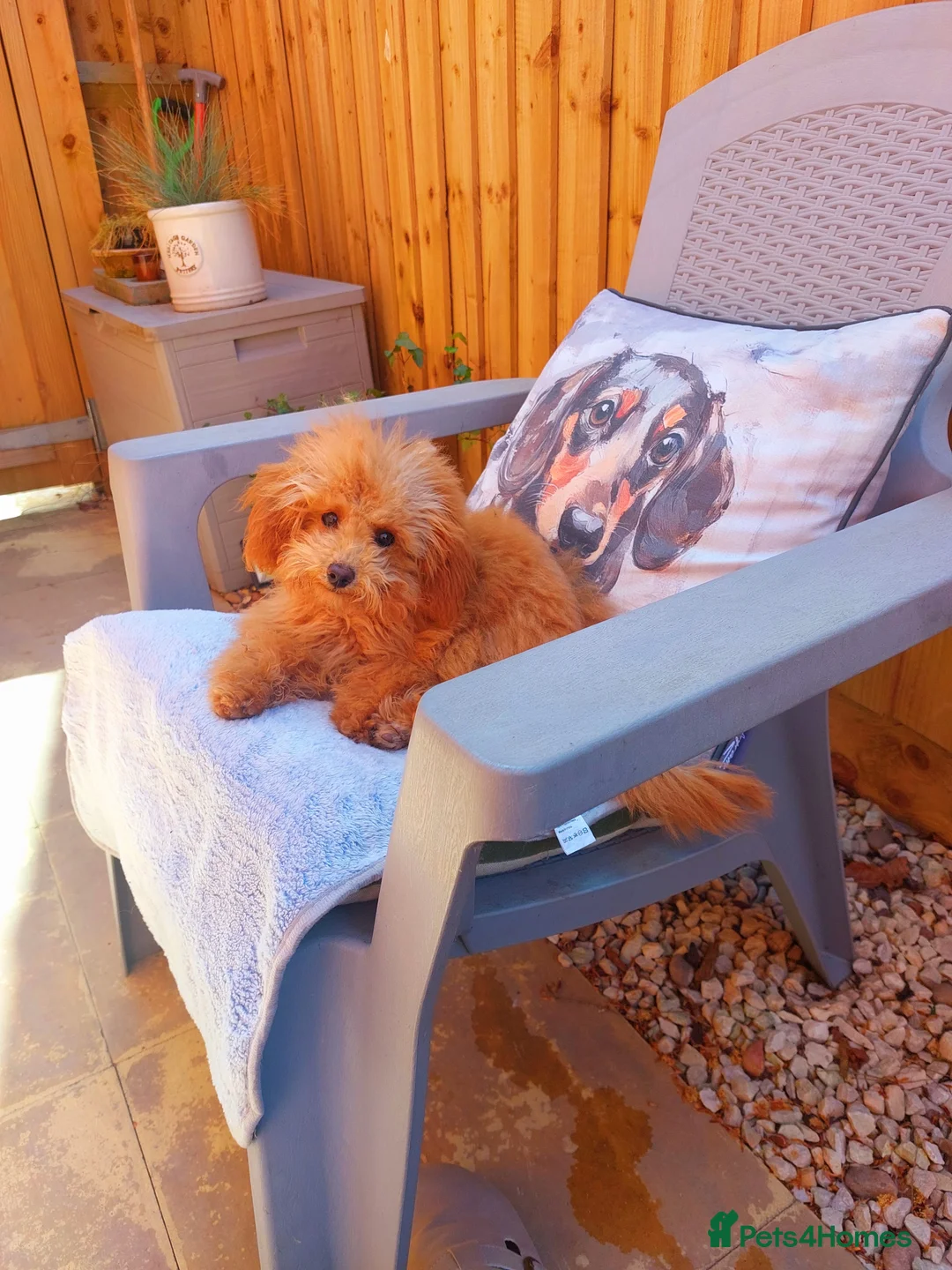 Toy Poodle dogs for sale: Red Toy Poodle girl 1 year 1 month - Advert 7