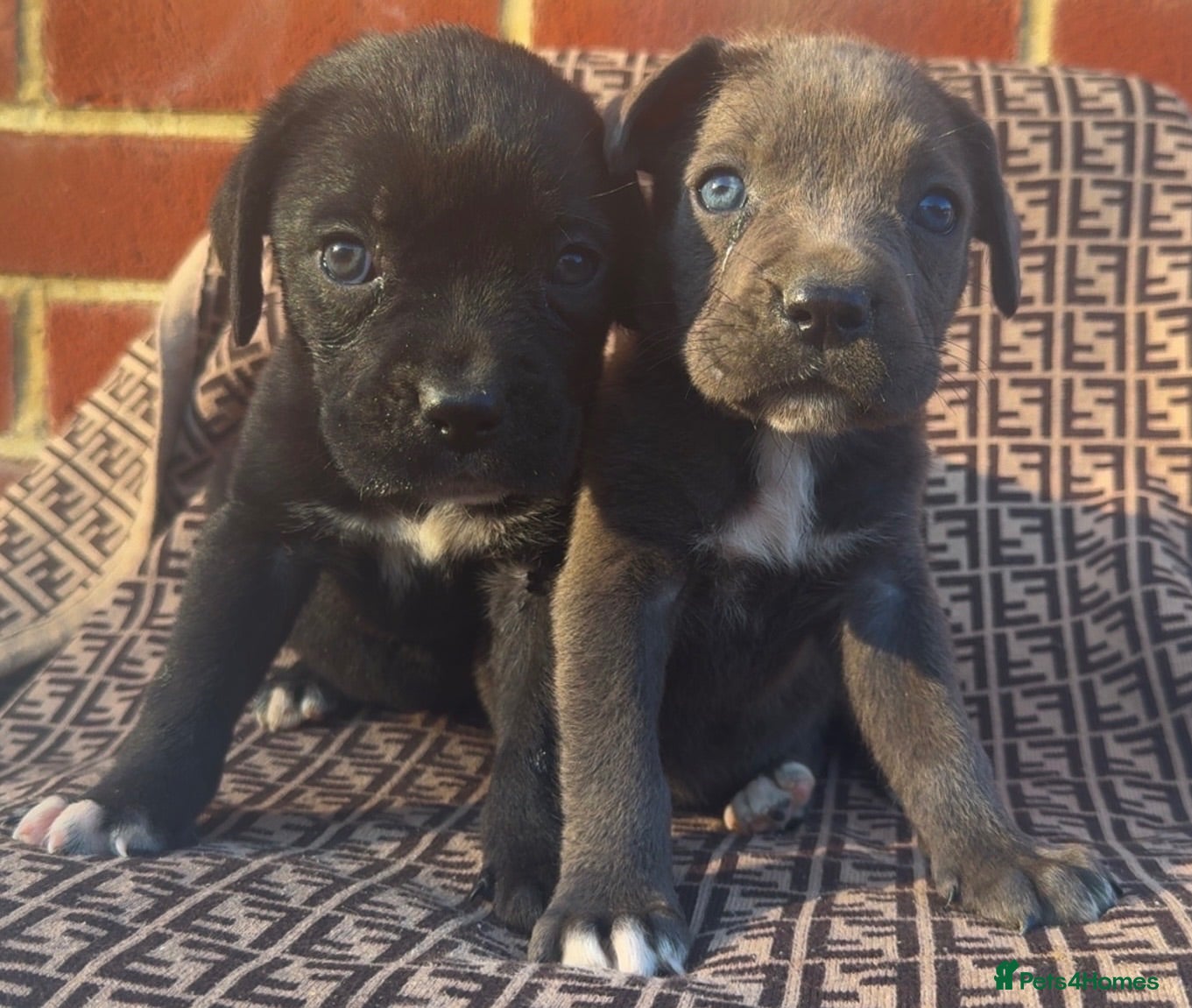Cane Corso dogs CANE CORSO BABYS - Advert 6