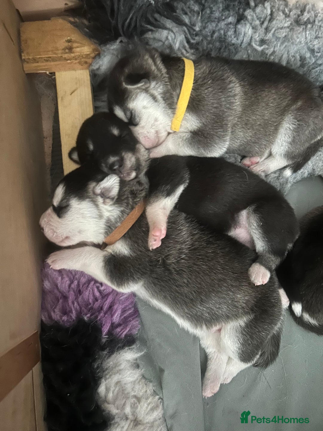 Siberian Husky dogs for sale: Lovely husky puppies, ready for new homes on 25/8 - Image 8