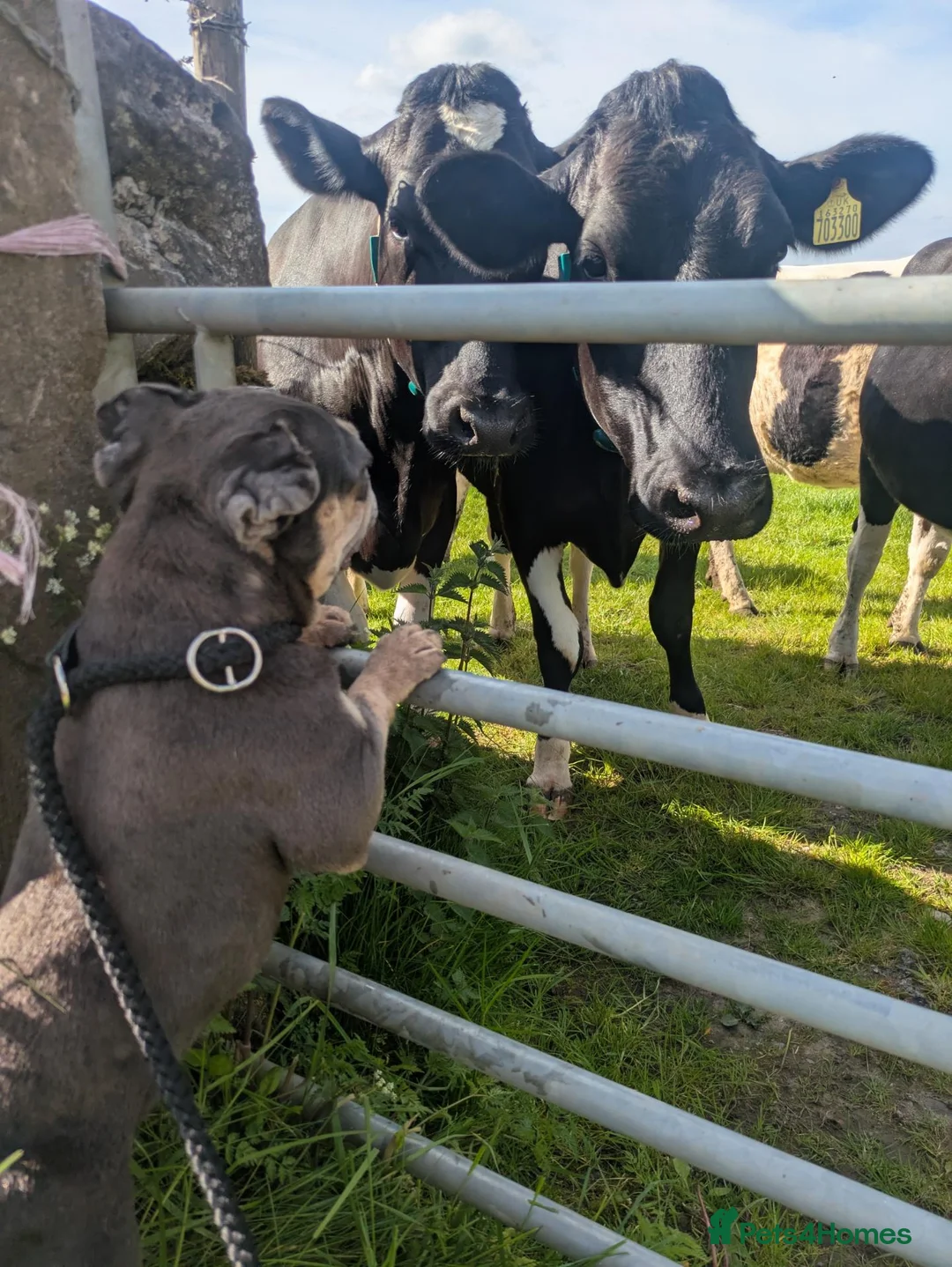 French Bulldog dogs for sale: FREE REHOME NEEDED! - Advert 1