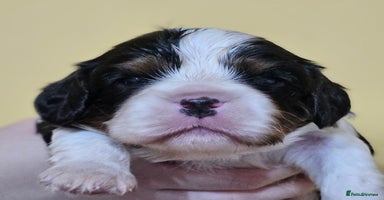 Cavalier King Charles Spaniel dogs - Advert 16