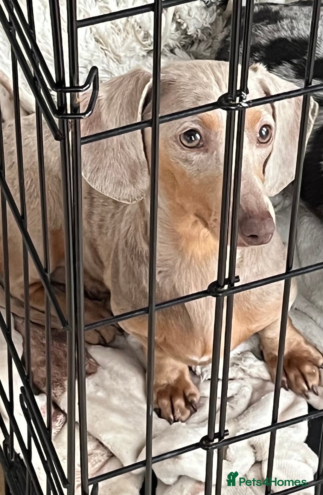 Miniature Dachshund dogs for sale: Isabella Miniture dachshund  - Image 4
