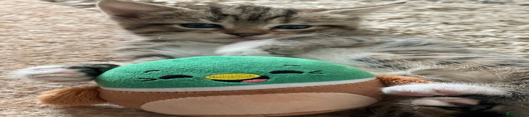 STC_ Green collar