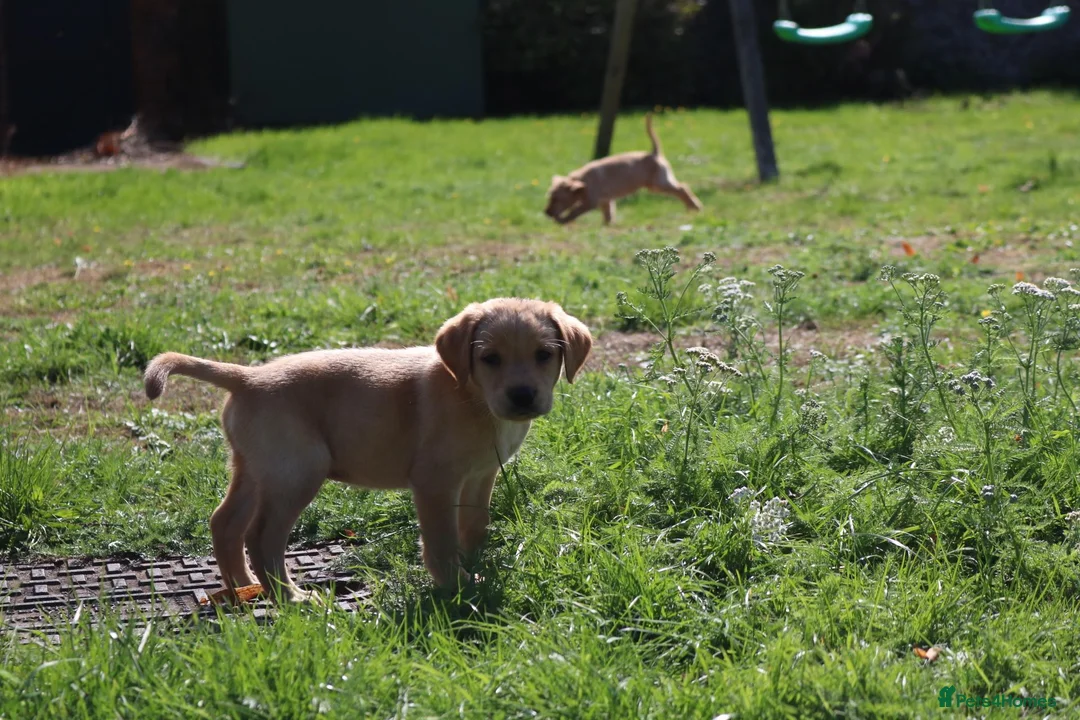Springador dogs for sale: Springador puppies in Sandringham - Advert 1