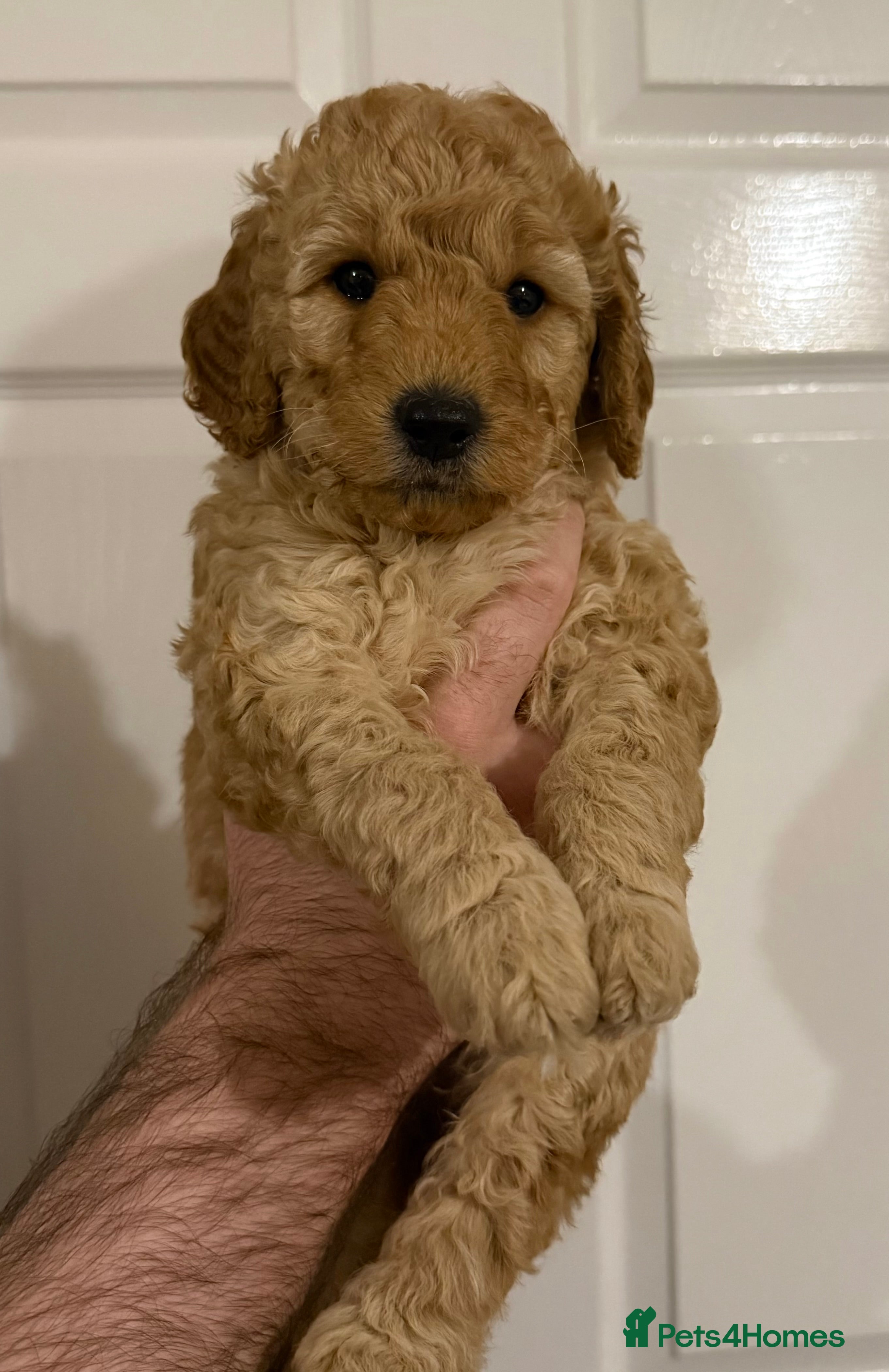 Labradoodle dogs Exceptional F1BB Labradoodle Puppies - Home Raised - Advert 11