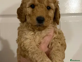 Labradoodle dogs Exceptional F1BB Labradoodle Puppies - Home Raised - Advert 11