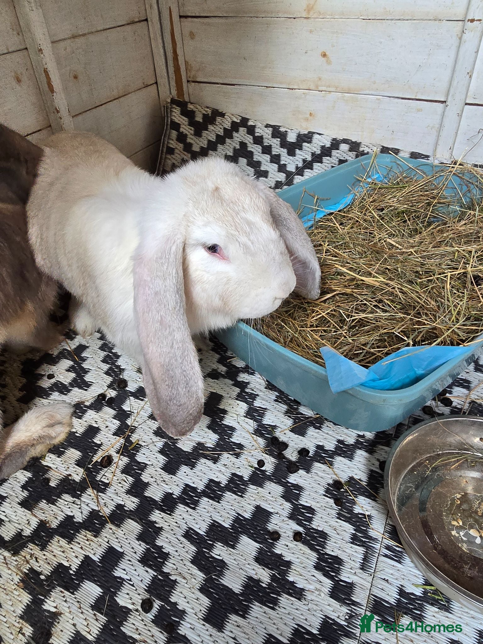 French Lop rabbits French Lops - Advert 2