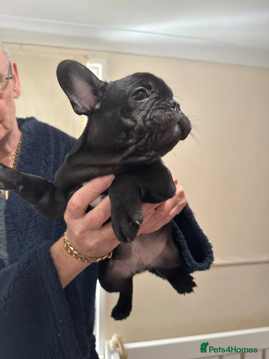 French Bulldog dogs for sale: 2 stunning french bulldogs  - Advert 2