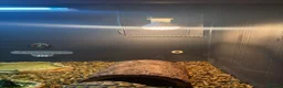Hermann Tortoise reptiles for sale: Herman tortoise with enclosure set  - Advert 7