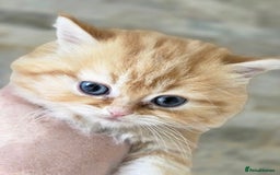 Persian cats for sale: Outstanding Full Persian Kittens for Sale - Image 14