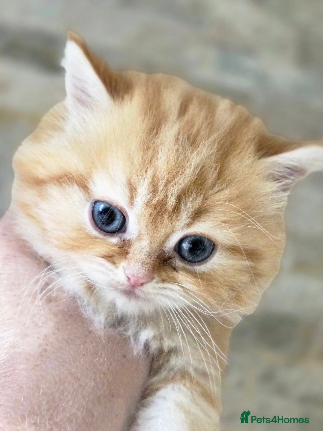 Persian cats for sale: Outstanding Full Persian Kittens for Sale - Image 14