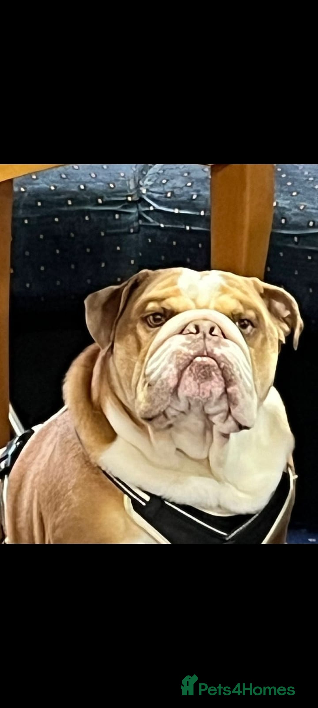 English Bulldog dogs for stud: Charlie  - Image 11