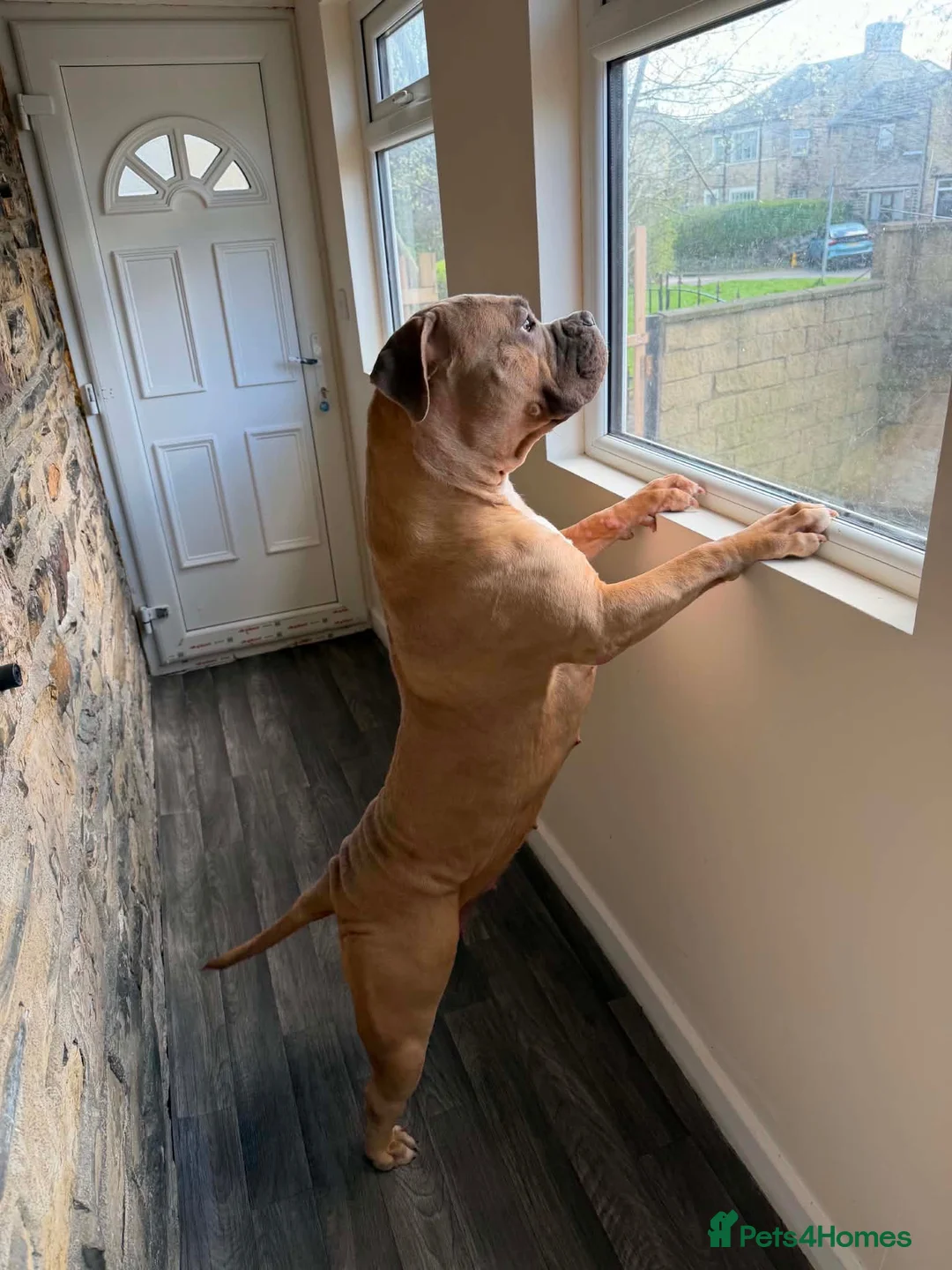 Mixed Breed dogs for sale: Miska - Advert 2