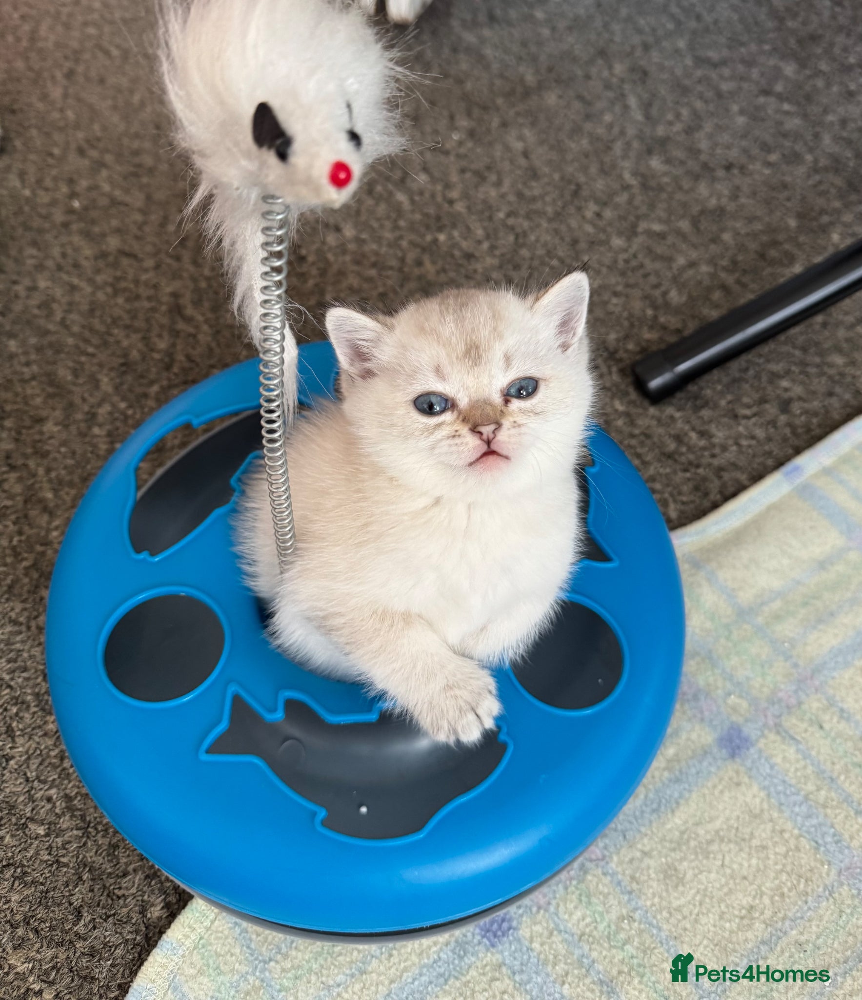 British Shorthair cats for sale: Beautiful BSH Silver shaded TICA kittens - Advert 4