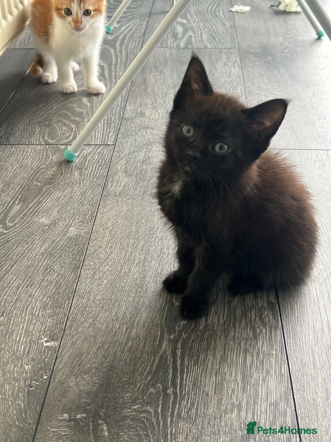 Mixed Breed cats for sale: Beautiful kitten looking for forever home  - Advert 2