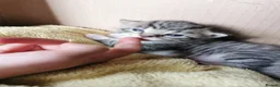 Mixed Breed cats for sale: Kittens for sale  in Bolton - Advert 8