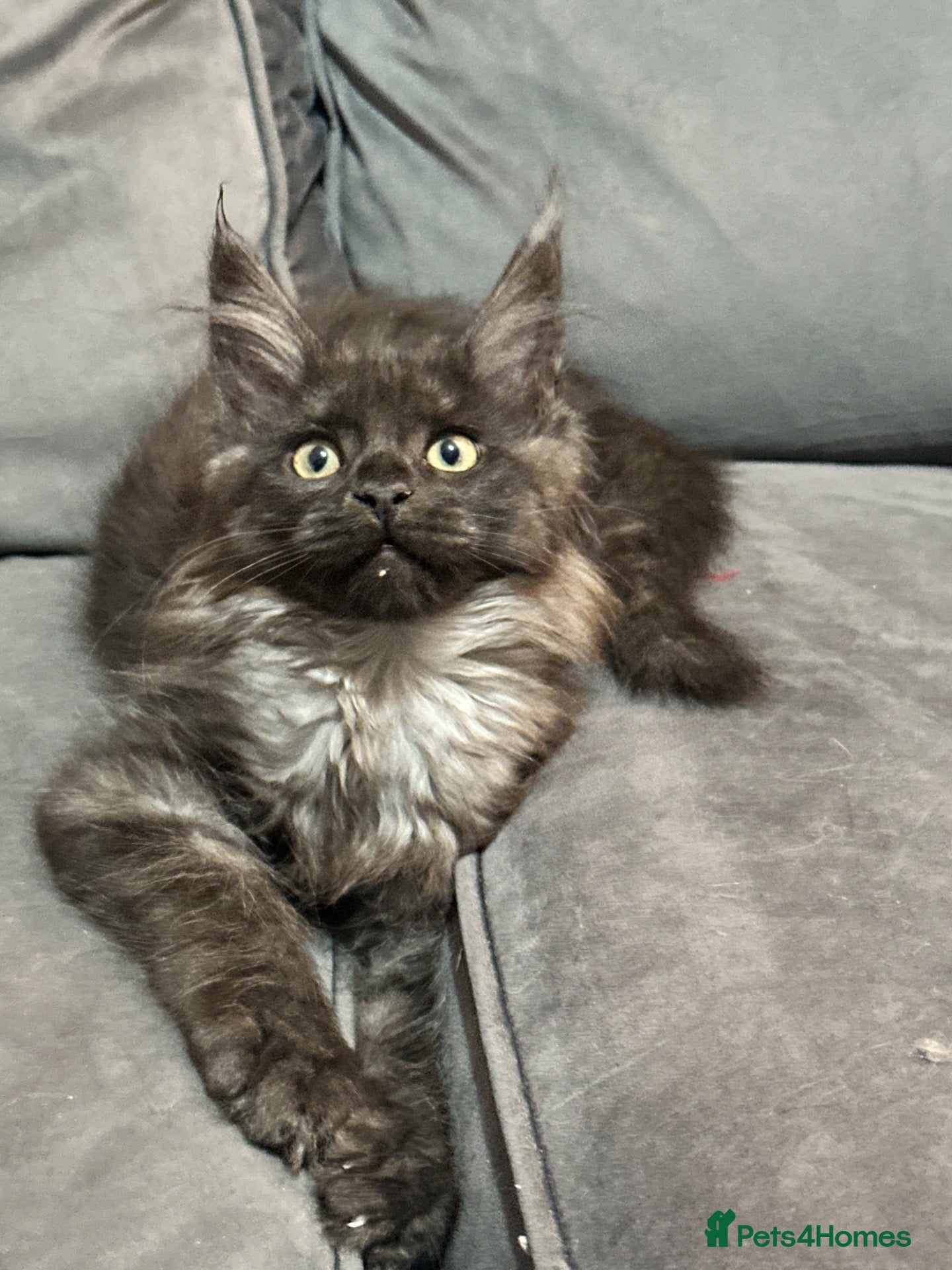 Maine Coon cats for sale: 1 female Maine Coon left black smoke ready now  - Advert 19