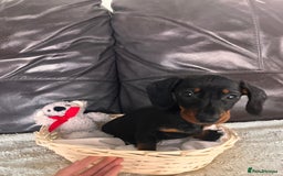 Miniature Dachshund dogs for sale: (now reserved)KC true to type miniature dachshund  - Image 12