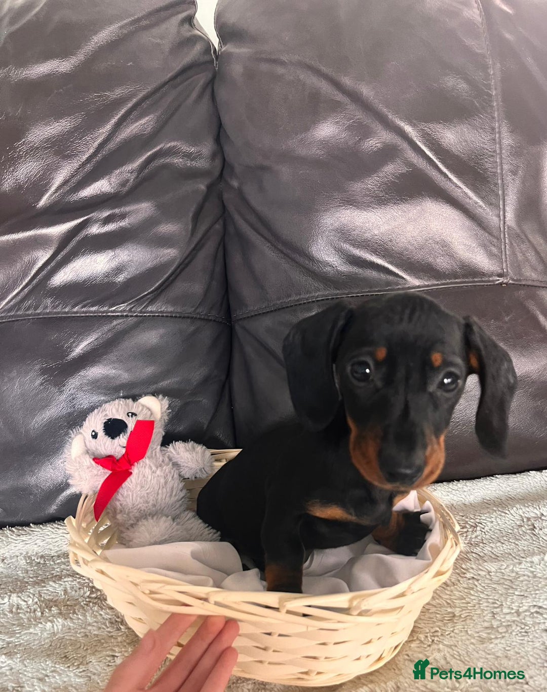 Miniature Dachshund dogs for sale: (now reserved)KC true to type miniature dachshund  - Image 12