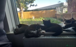 Mixed Breed cats for sale: Cute tuxedo and black kittens - Image 2