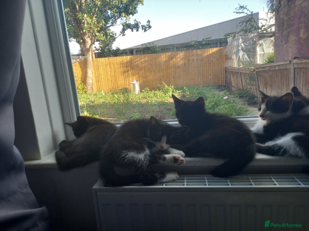 Mixed Breed cats for sale: Cute tuxedo and black kittens - Image 2