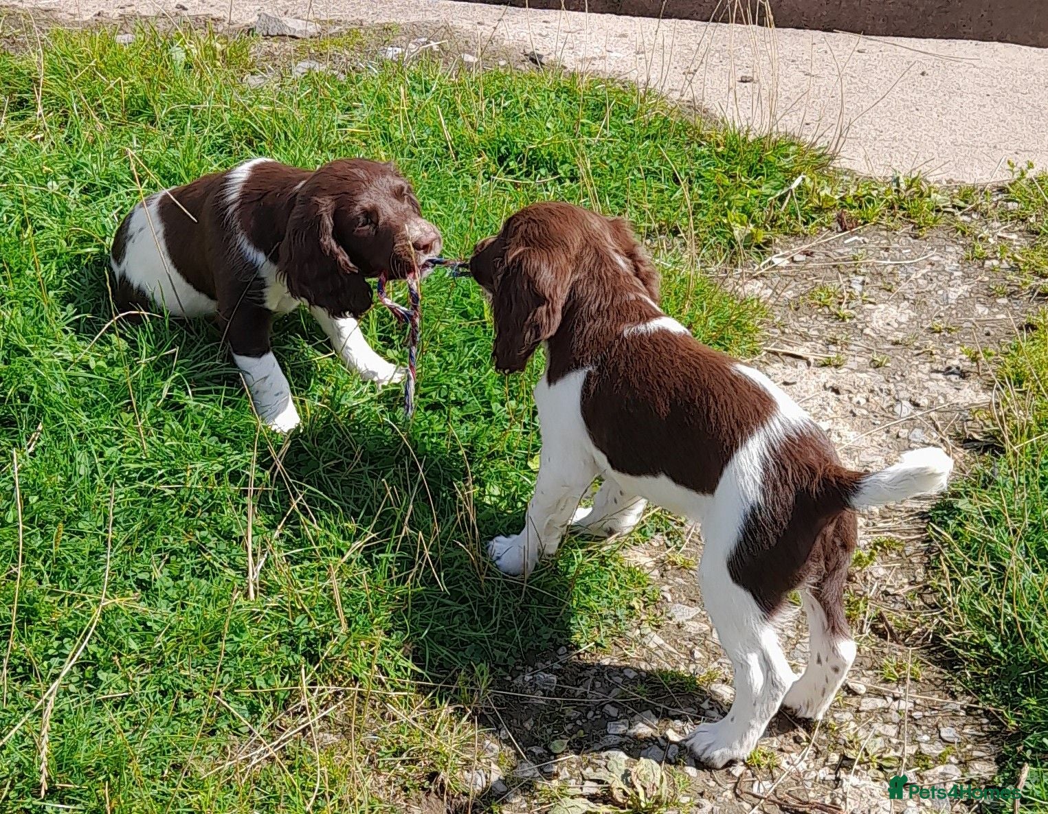 English Springer Spaniel dogs Gorgeous English Springer Spaniels Puppies - Advert 1